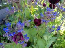Poppies and borage